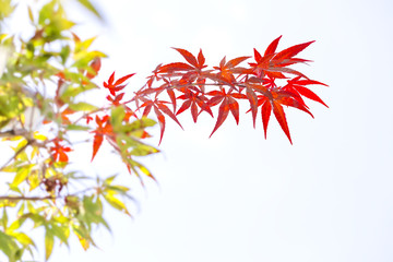 色付きはじめた楓