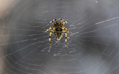Spider in the web