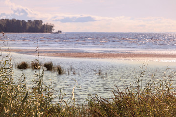 Reed on a background of a sea bay on a summer evening.