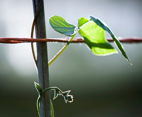 A runner bean leaf on a stem