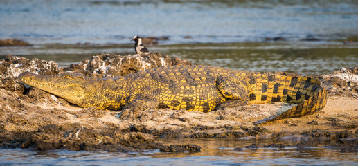 Portrait of beautiful yellow golden nile crocodile laying on rocks on Zambezi river at Katima...