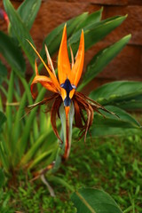 Bird of Paradise