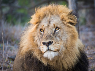 Portrait of beautiful male lione with large mane looking dreamily into distance, Kruger National Park, South Africa