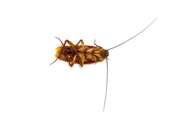 cockroaches on white background