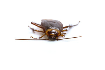cockroaches on white background