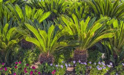 Green palms garden landscape design in the Beach park. Antalya, Turkey