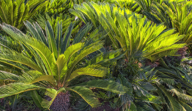 Green palms garden landscape design in the Beach park. Antalya, Turkey