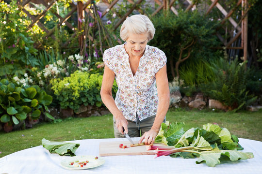 Mature Woman Cuts Rhubarb In Garden.