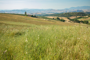 Wheat field in Sicily. Panoramic view of crop fields and mountains
