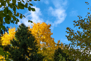 Bright colored trees against the blue sky in the autumn forest.
