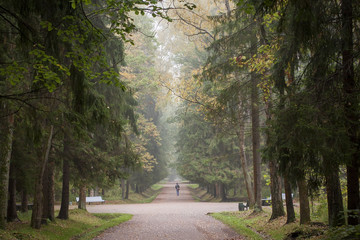 Fototapeta premium Man walking in beautiful forest 