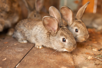 Little rabbits in wood box