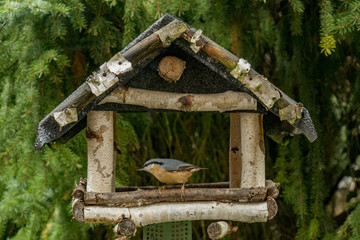 Eurasian Nuthatch at the birdfeeder