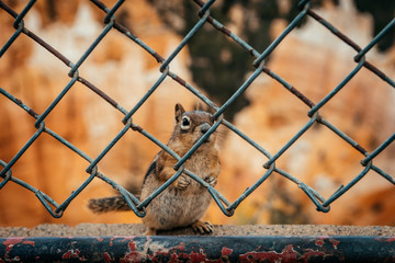curious chipmunk looking through metallic fence