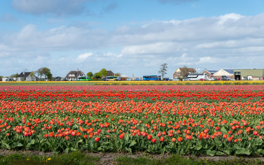 Keukenhof, also know as the Garden of Europe, is one of the world's largest flower gardens.