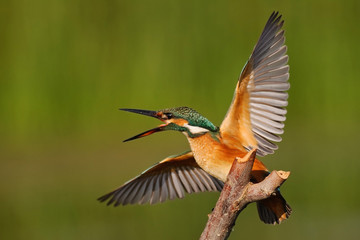 Kingfisher sitting on a stick with wings spread on a beautiful background