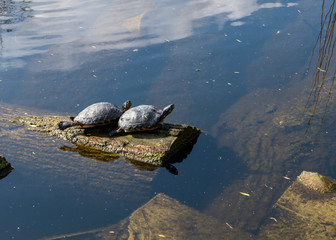 Fototapeta premium European pond turtles (Emys orbicularis) in a canal in Schiedam, the Netherlands