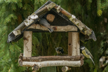 Eurasian Nuthatch and Yellow Tit at the Birdfeeder