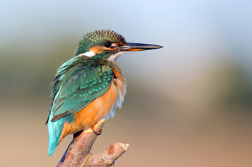 Kingfisher sitting on a stick on a beautiful background