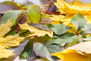 Autumn leaves. close up