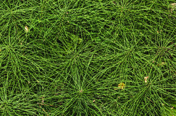 Texture of grass, plants