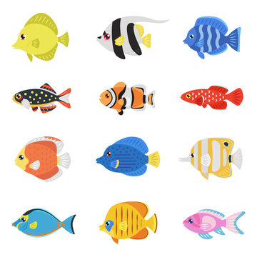 Colorful fish flat style vector set.