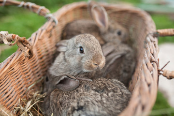Rabbits in basket on farm