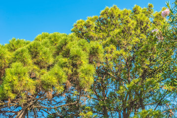 Branches of pine trees in Montenegro near the sea.