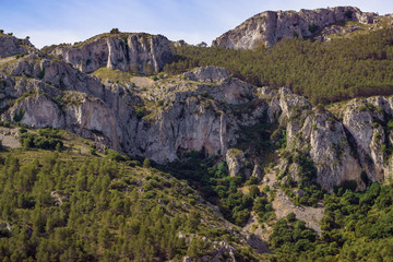 Mediterranean forest
