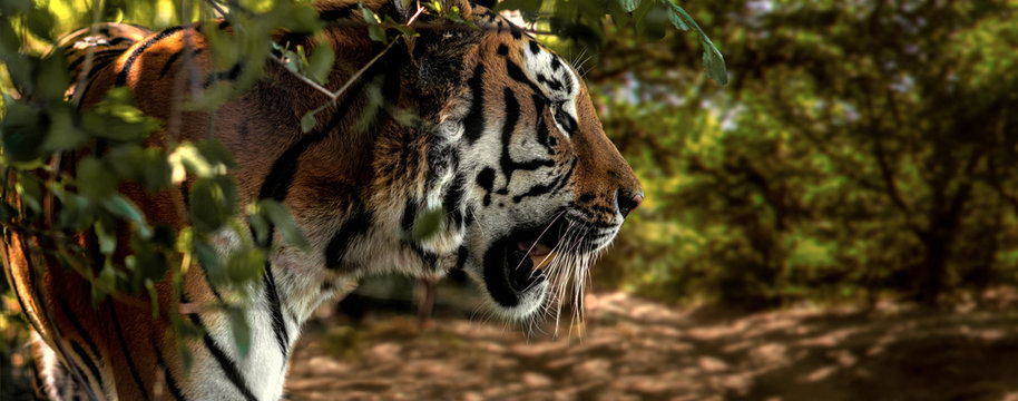 Fototapeta Wild Siberian tiger on nature