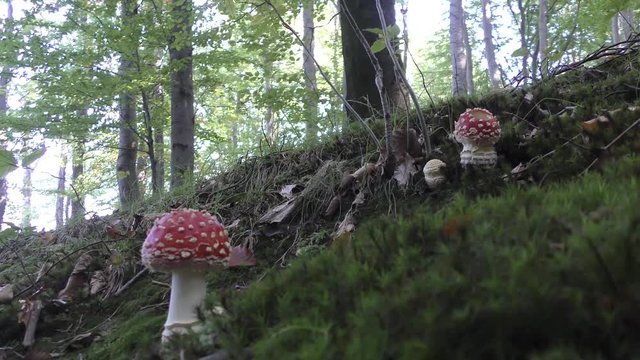 Fliegenpilze im Buchenwald 4k