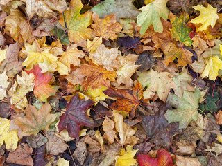 Buntes Herbstlaub