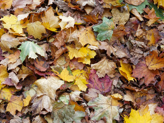 Buntes Herbstlaub