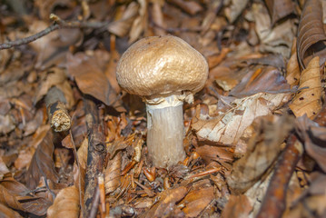 Cortinarius caperatus, commonly known as the gypsy mushroom, is a highly esteemed edible mushroom of the genus Cortinarius found in northern regions of Europe and North America.