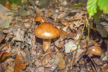brown yellow mushrooms