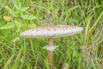 The parasol mushroom (Macrolepiota procera or Lepiota procera) in nature on green meadow
