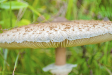 The parasol mushroom (Macrolepiota procera or Lepiota procera) in nature on green meadow closeup