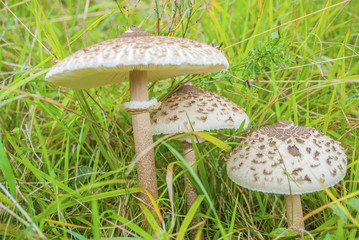 The parasol mushrooms (Macrolepiota procera or Lepiota procera) in nature on green meadow