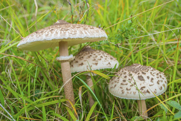 The parasol mushrooms (Macrolepiota procera or Lepiota procera) in nature on green meadow