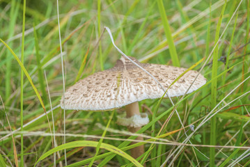 The parasol mushroom (Macrolepiota procera or Lepiota procera) in nature on green meadow