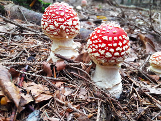 Amanita muscaria, commonly known as the fly agaric or fly amanita. Young example closeup.