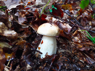Boletus edulis (English: penny bun, cep, porcino or porcini) in brown leaves close-up