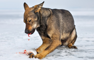 The hungry dog (pooch) eat fresh fish roach on the ice