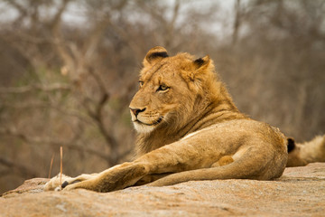 Fototapeta na wymiar A young male lion rests on a rock
