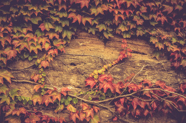 Sandstein Mauer Photos Royalty Free Images Graphics Vectors Videos Adobe Stock