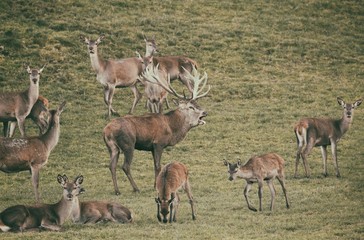 Männlicher Hirsch während der Brunftzeit