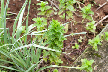 Hortelã em um canteiro de terra