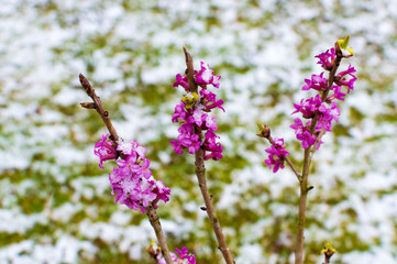Flowering wolves against the background of snow