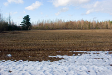 Spring field and forest, snow melts