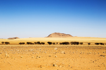 Oasi nel deserto